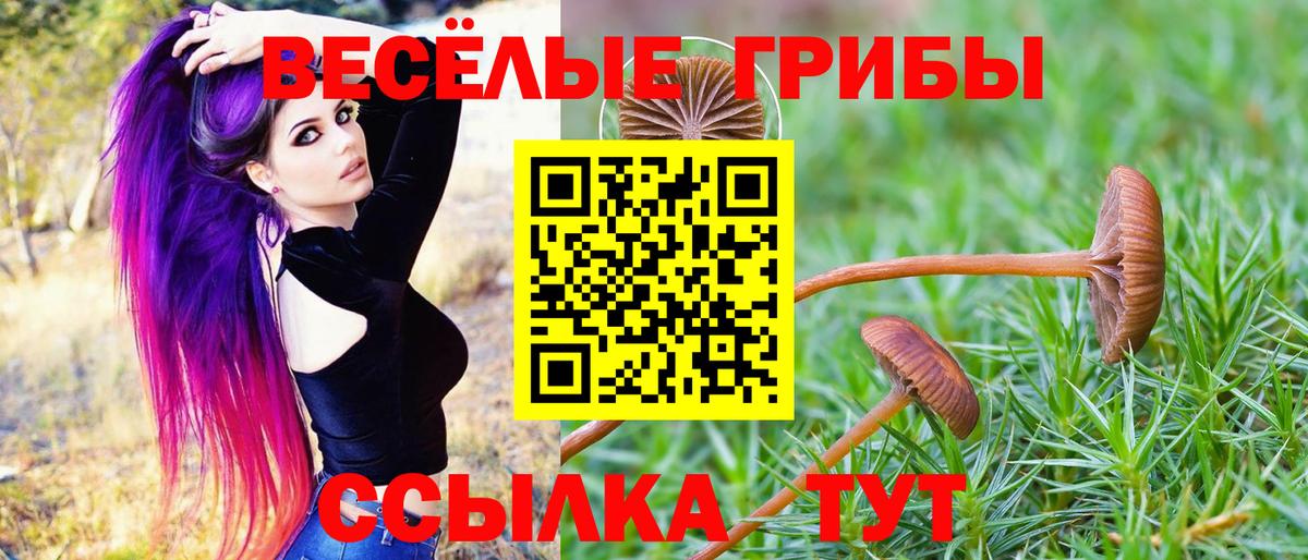 Псилоцибиновые грибы прущие грибы Новокубанск